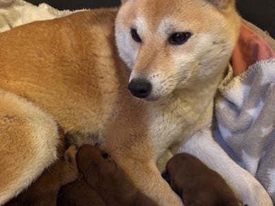 Beni( rouge en japonais )du CE - Shiba