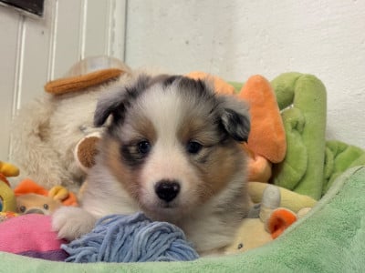 Les chiots de Shetland Sheepdog