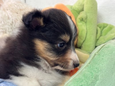 Les chiots de Shetland Sheepdog