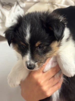 Les chiots de Shetland Sheepdog