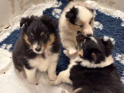 Les chiots de Shetland Sheepdog