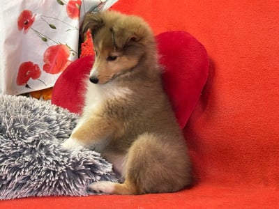 Shetland Sheepdog