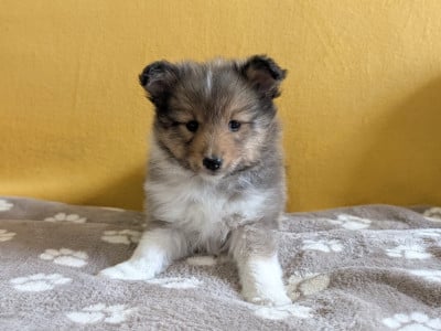 Les chiots de Shetland Sheepdog