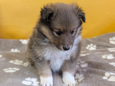 Les chiots de Shetland Sheepdog