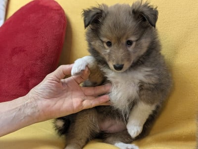 Les chiots de Shetland Sheepdog
