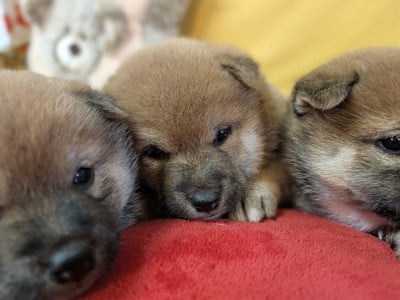 Les chiots de Shiba