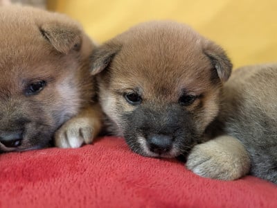 Les chiots de Shiba