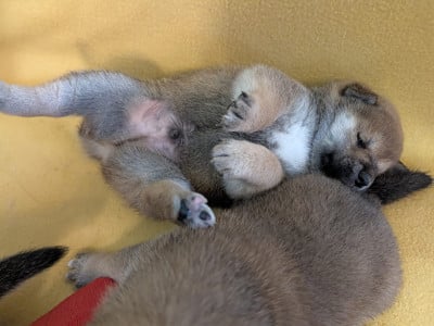 Les chiots de Shiba