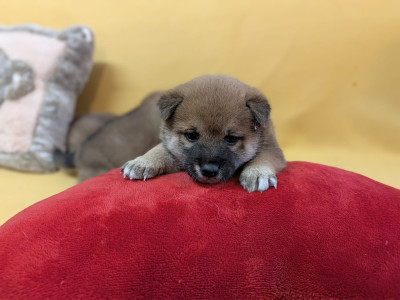 Les chiots de Shiba
