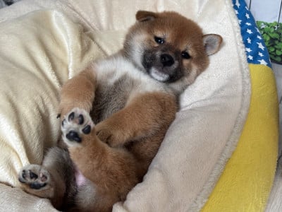 Benji d or du Cèdre Enchanté - Shiba