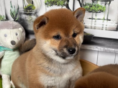 Benya ( feuilles rouges d automne) du CE - Shiba