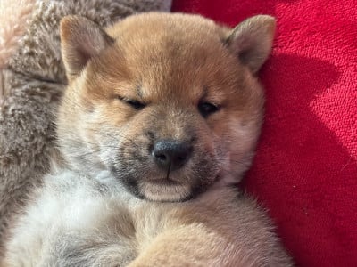 BULLE DOR - Shiba