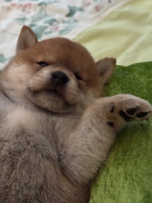 BOUCLE DOR - Shiba