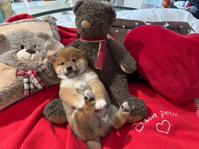 BÉMOL DOR - Shiba