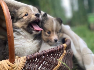 Les chiots de Shetland Sheepdog
