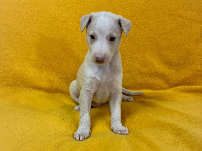 Les chiots de Whippet