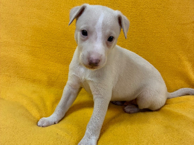 Les chiots de Whippet