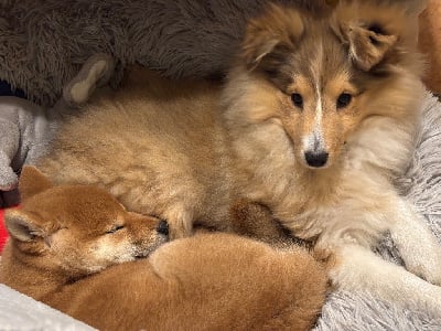 Les chiots de Shetland Sheepdog