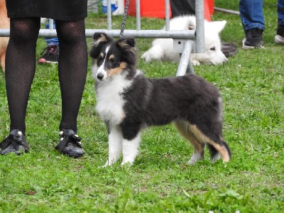 Les chiots de Shetland Sheepdog