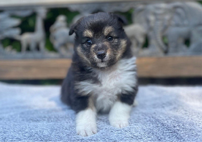 Les chiots de Shetland Sheepdog