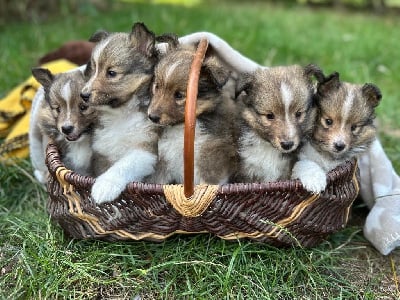 Les chiots de Shetland Sheepdog