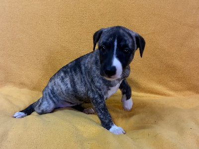 Les chiots de Whippet