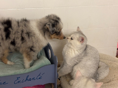 Les chiots de Shetland Sheepdog