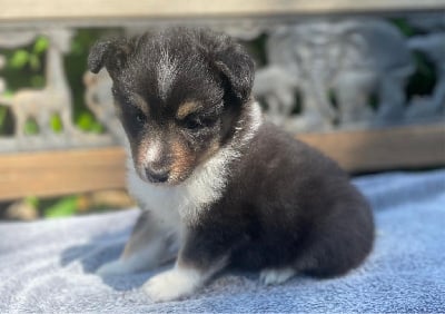 Les chiots de Shetland Sheepdog