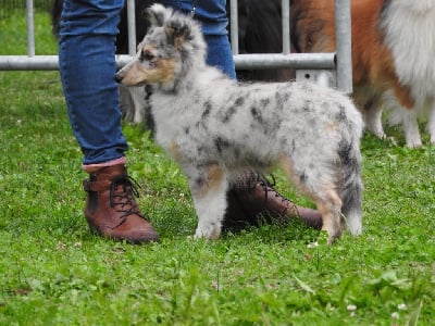 Les chiots de Shetland Sheepdog