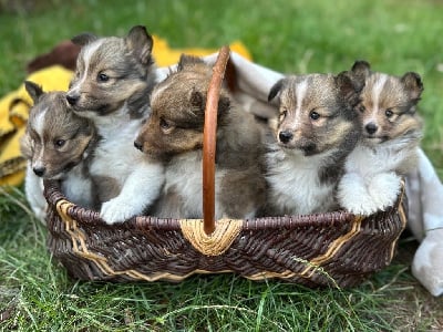 Les chiots de Shetland Sheepdog