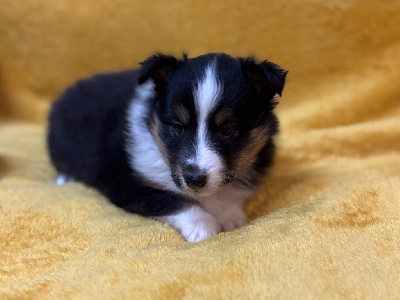 Les chiots de Shetland Sheepdog
