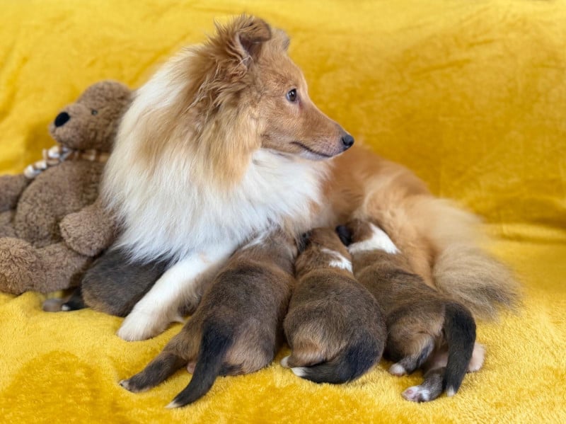 Shetland Sheepdog - du Cèdre Enchanté