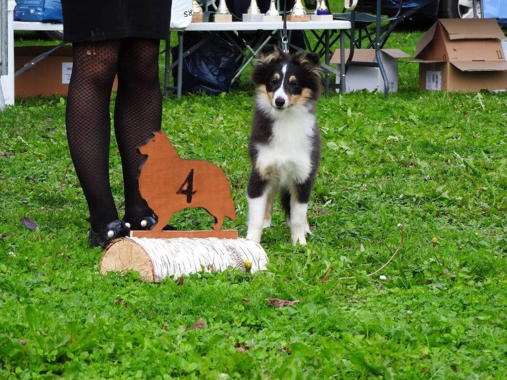 Aléa brune du cèdre Enchanté