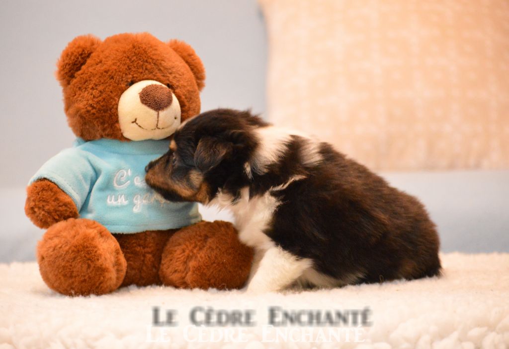 Tiloup black du Cèdre Enchanté