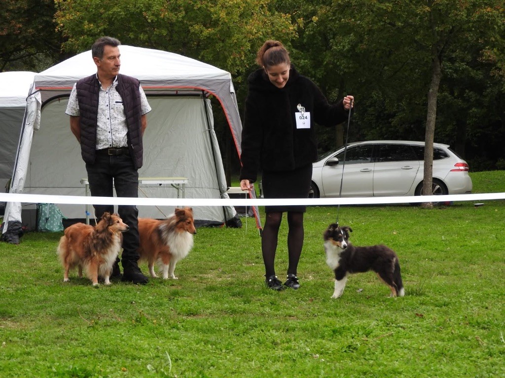 Aléa brune du cèdre Enchanté