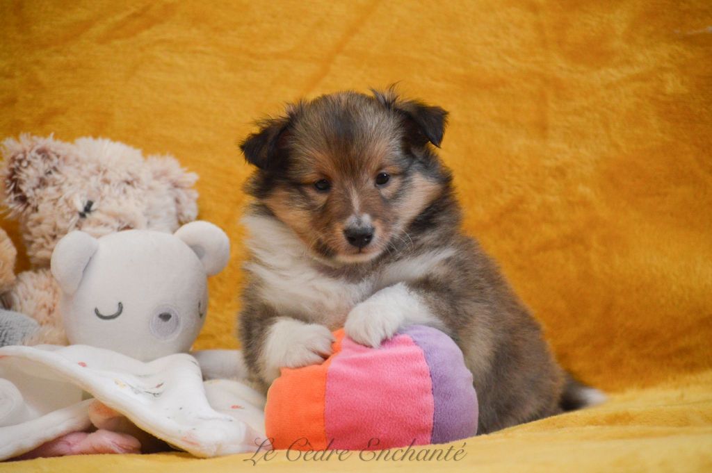 Venise blonde du Cèdre Enchanté