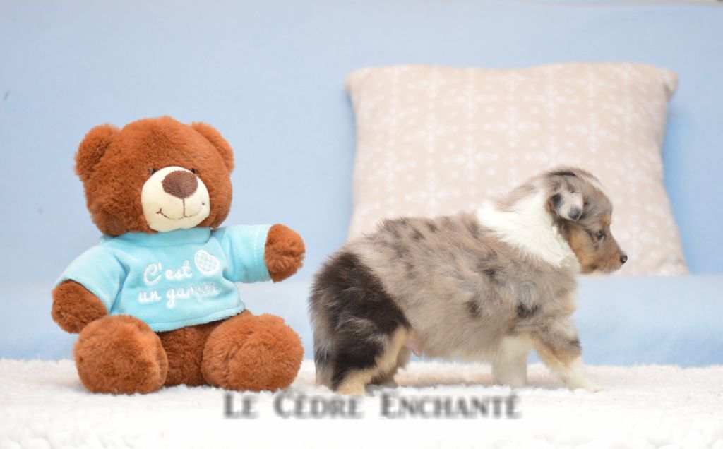 Tokyo bleu du Cèdre Enchanté