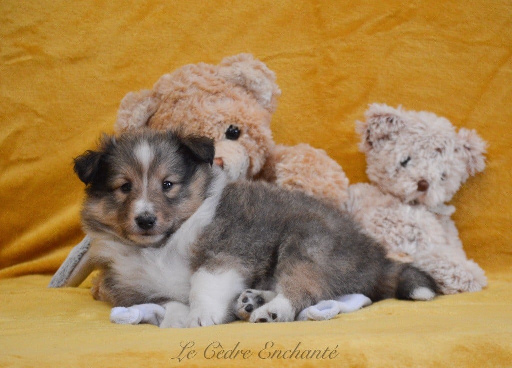 VICTOR blond du Cèdre Enchanté