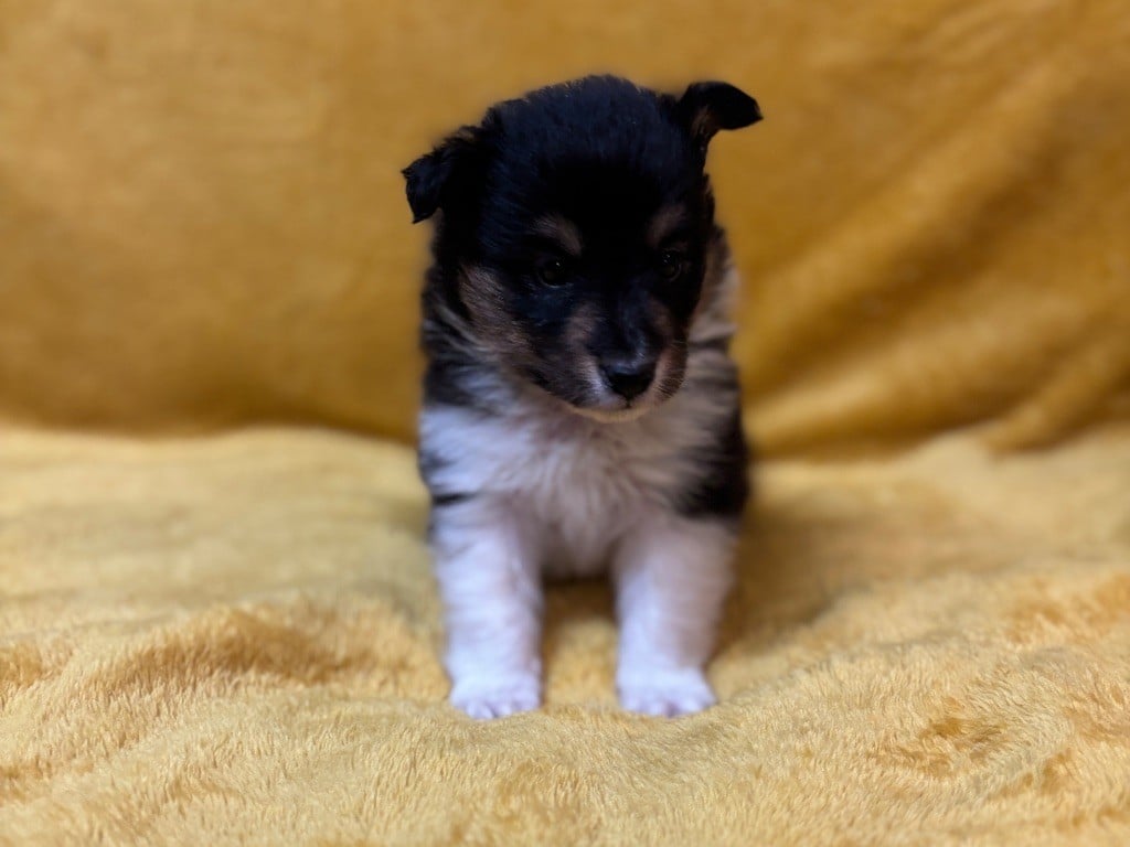 Alto Black DU Cèdre Enchanté