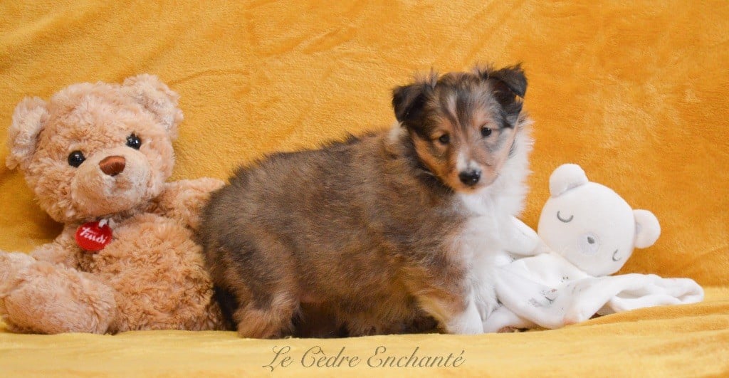 Veia blonde dite Tina du Cèdre Enchanté