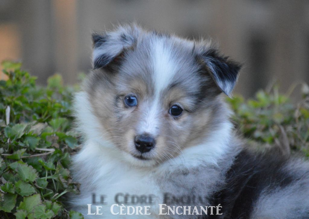 Tokyo bleu du Cèdre Enchanté
