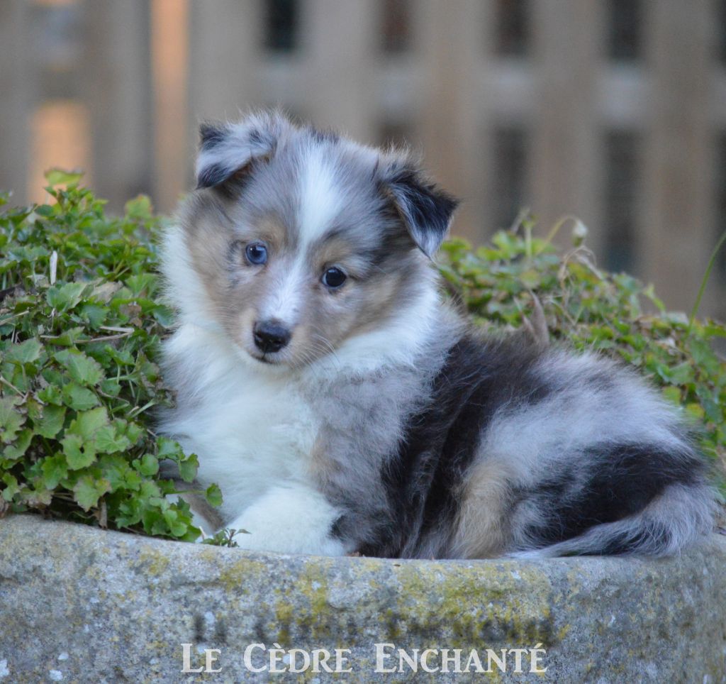 Tokyo bleu du Cèdre Enchanté