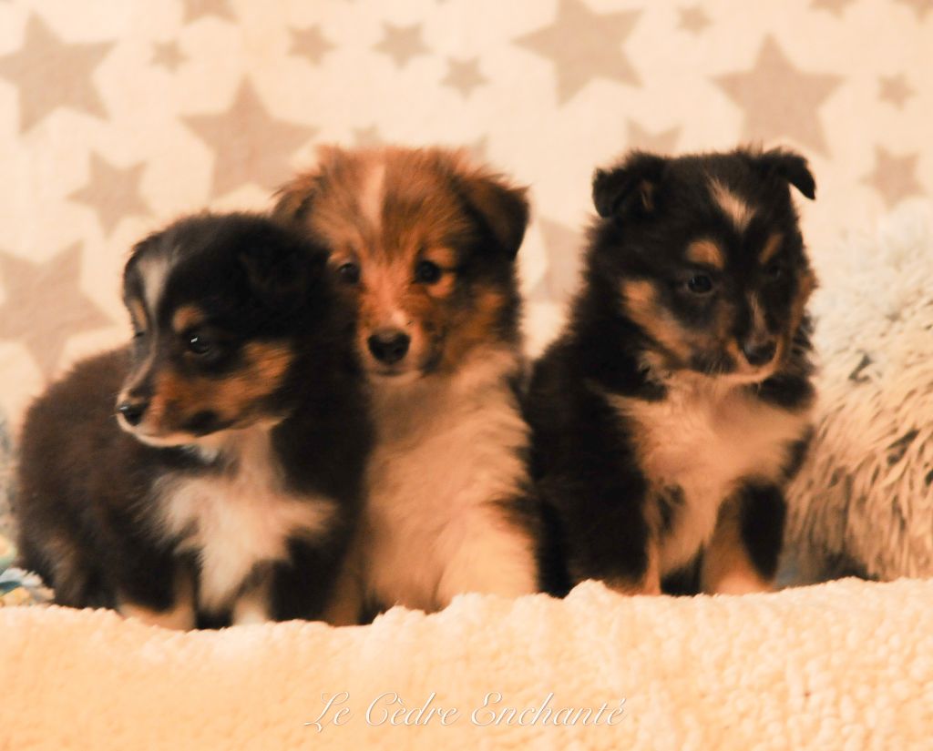 Aiko Gold du Cèdre Enchanté