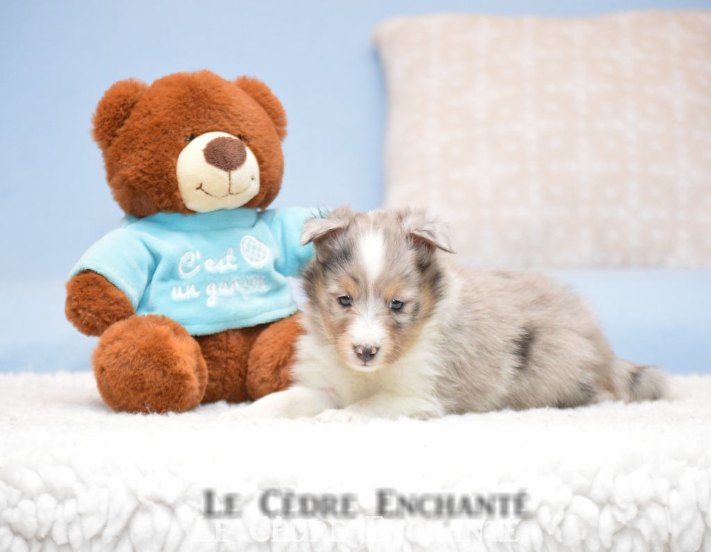 Taho blue du Cèdre Enchanté