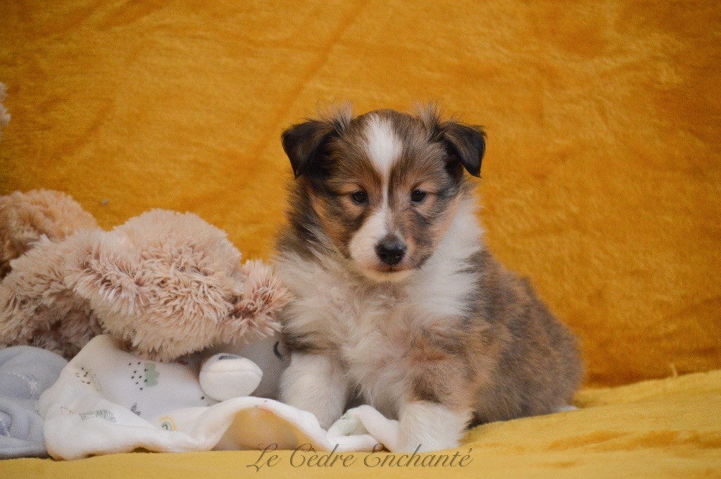 Vaiko blond du Cèdre Enchanté