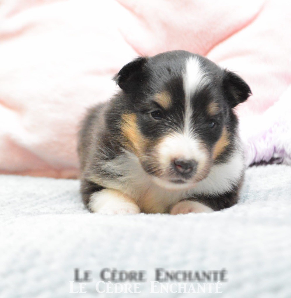 Somptueuse Brune du cèdre enchanté - Shetland Sheepdog