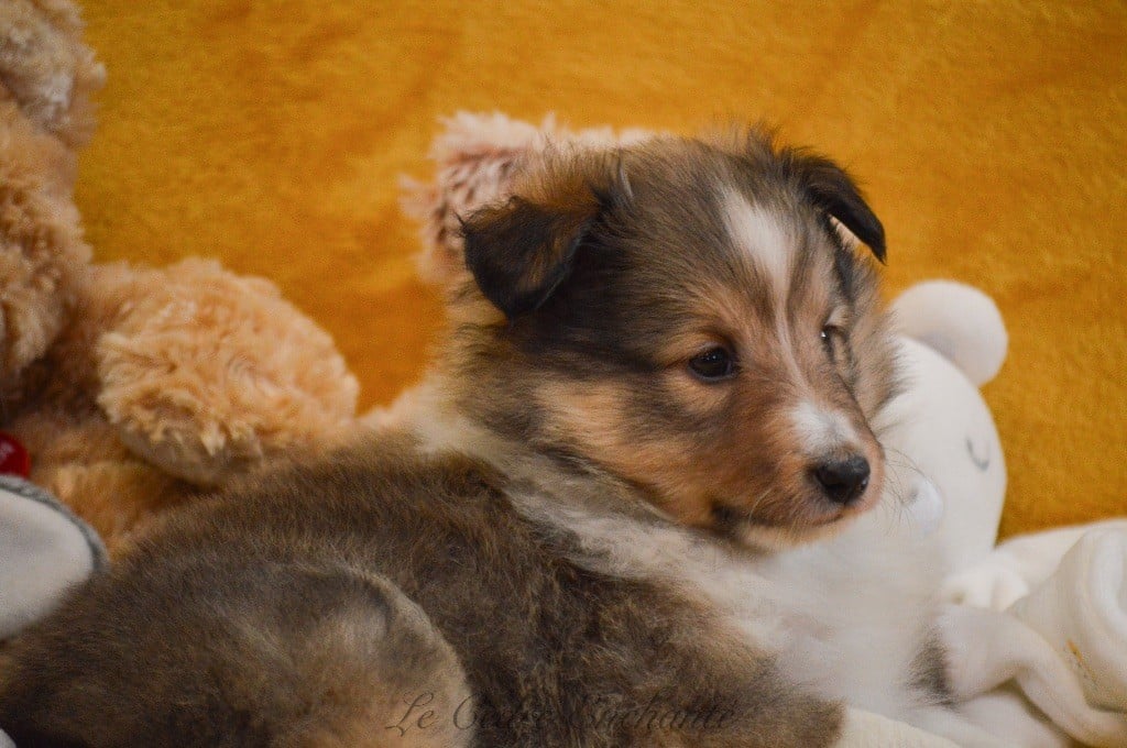 VICTOR blond du Cèdre Enchanté