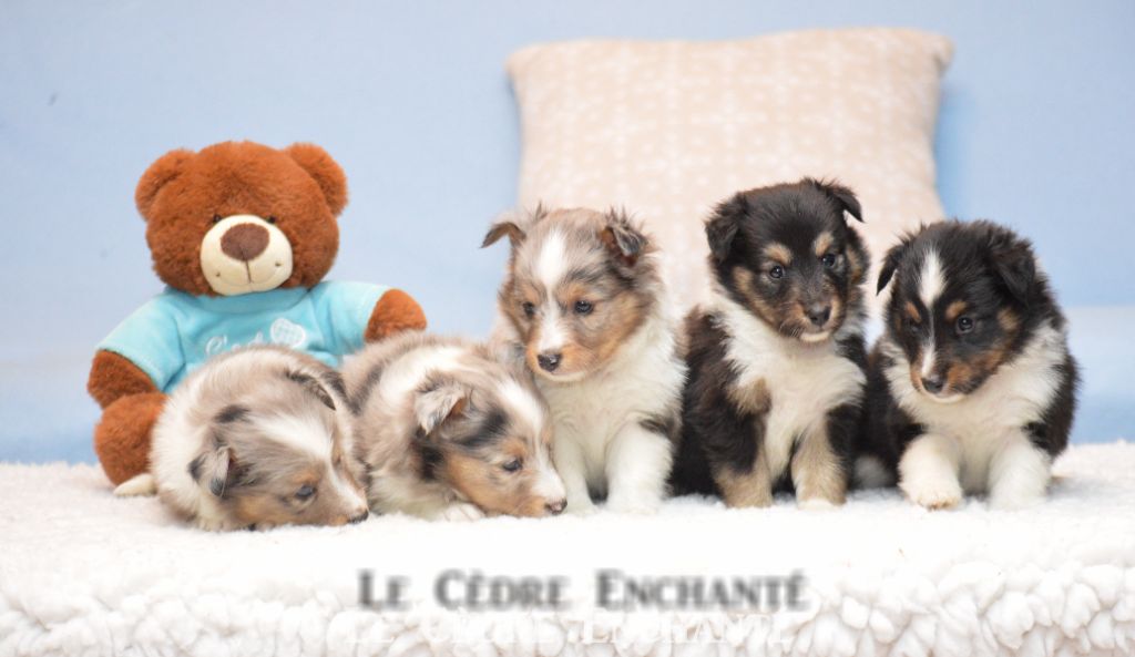 Tiloup black du Cèdre Enchanté