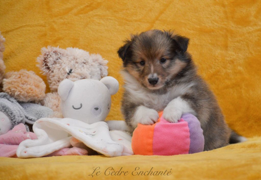 Venise blonde du Cèdre Enchanté