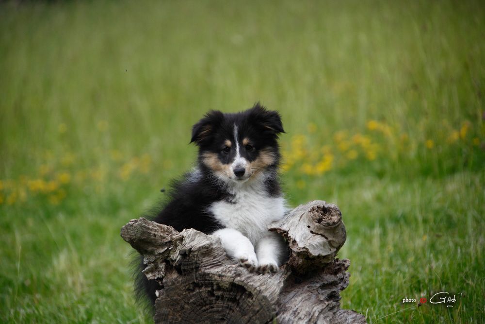 Patchoulie noire du cèdre enchanté - Shetland Sheepdog